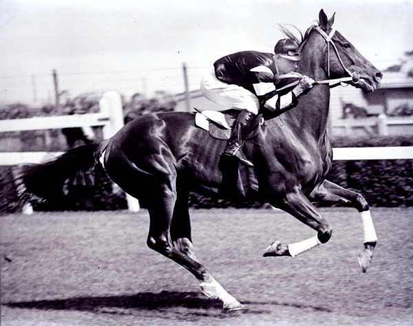 Phar Lap Racehorse